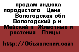 продам индюка породистого › Цена ­ 5 000 - Вологодская обл., Вологодский р-н, Майский п. Животные и растения » Птицы   